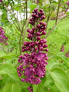 Syringa vulgaris, or lilac blossoms