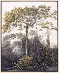 Bossen bij de plantage (Louise van Panhuys, 1811)