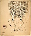 Drawing of Purkinje cells (A) and granule cells (B) from pigeon cerebellum by Santiago Ramón y Cajal, 1899. Instituto Santiago Ramón y Cajal, Madrid, Spain