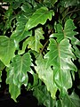 Juvenile leaves of Philodendron xanadu