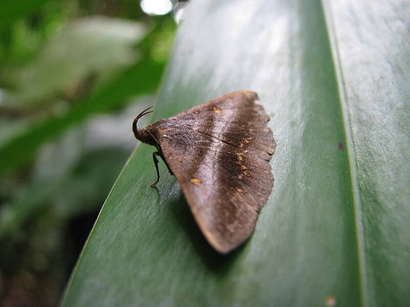 File:Strange horned moth (8051014030).jpg