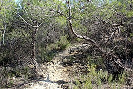 Wanderweg RM69 in der Sierra Espuña (Spanien) (7,5 km nordöstlich von Alhama de Murcia)