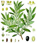 Olea europaea — Олива европейская