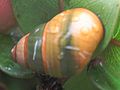 Achatinella lila