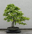 Bonsai