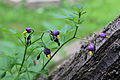 Bittersweet Nightshade in Clark County, Ohio.