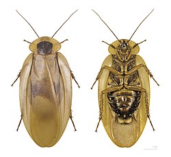 Blaberus giganteus MHNT.jpg