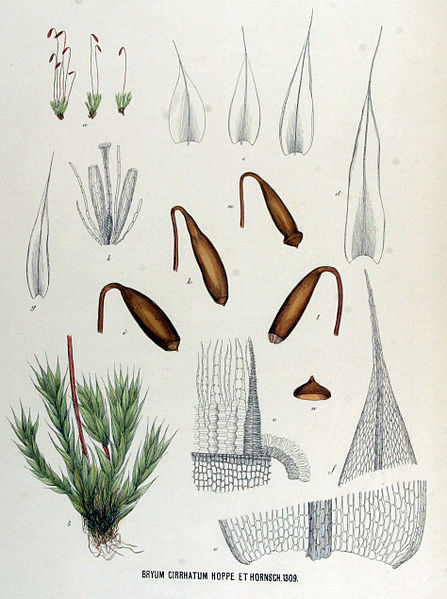 File:Bryum cirrhatum — Flora Batava — Volume v17.jpg