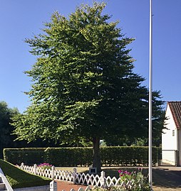 L'arbre de la Paix.