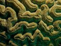 Boulder Brain Coral closeup