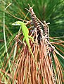 Carolina anole Anolis carolinensis