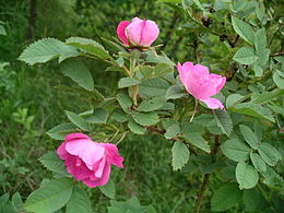 Miškinis erškėtis (Rosa pendulina)