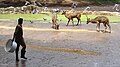 Feeding the deer