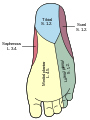 Diagramma della distribuzione dei nervi cutanei del piede