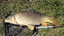 Karpkala Cyprinus carpio