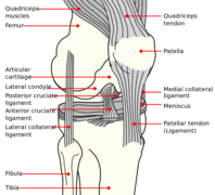 Knee diagram.png