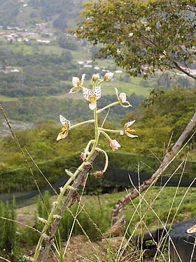 Ponthieva maculata