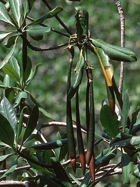 Mangrovetræ (Rhizophora mangle) med stiklinger.