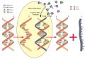 RNA synthesis