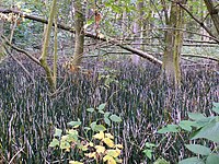 Winterschachtelhalm-Eichen-Hainbuchen-Wald