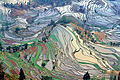 الگوی انتزاعی شالیزارهای برنج کرت‌بندی‌شده در شهرستان یوانیانگ (یون‌نان)، چین