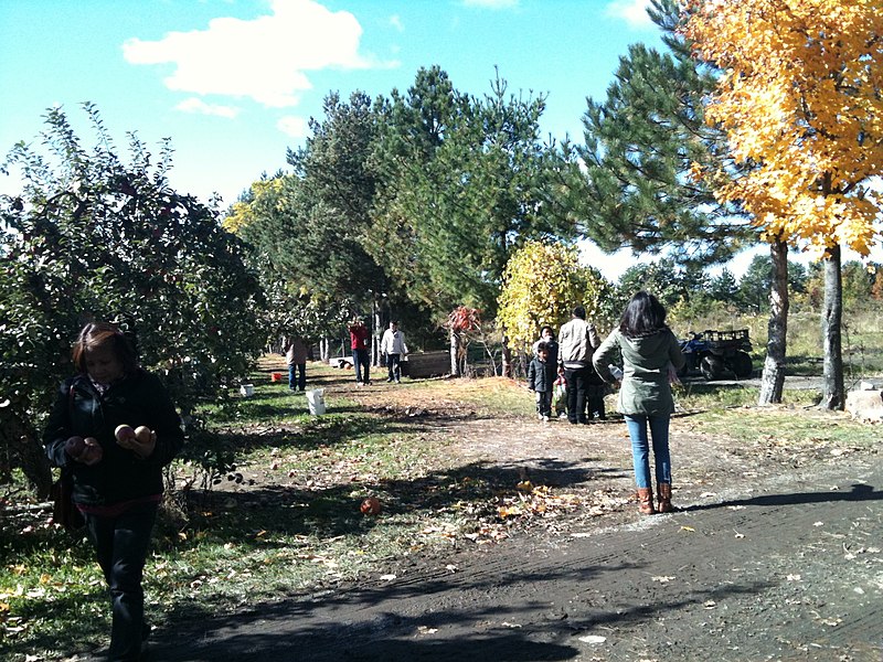 File:Apple picking, Quinn's Farm - panoramio.jpg