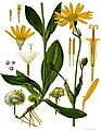 Arnica montana L.