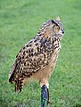 * Nomination An European Eagle-owl in a falconry, Portugal -- Alvesgaspar 20:35, 9 September 2014 (UTC) * Promotion Good quality.-ArildV 14:33, 10 September 2014 (UTC)