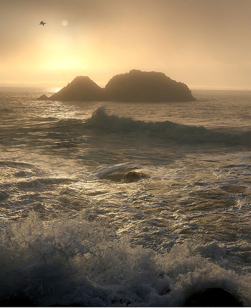 File:Foggy sunset with brown pelicans 2.jpg