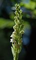 Kriechendes Netzblatt (Goodyera repens) Blütenstand