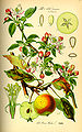 Malus domestica, ilustración do libro do Prof. Dr. Otto Wilhelm Thomé Flora von Deutschland, Österreich und der Schweiz 1885, Gera, Alemaña.