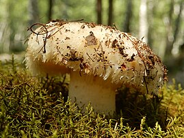 Champignon de l'espèce Lactarius resimus. (définition réelle 5 184 × 3 888)