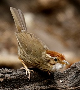 Баблер рудоголовий (Pellorneum ruficeps)