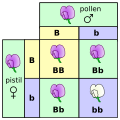 مربع بانيت يُظهر نواتج تلقيح نبتتي بازيلاء تحملان ألّيلين مُختلفين. يُشير B إلى لون الزهرة البنفسجي، بينما يُشير b إلى اللون الأبيض.