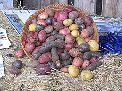 Español: Papas de Chiloé English: Potatos from Chiloé