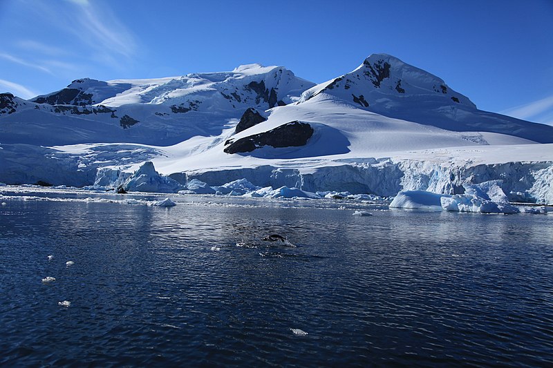 File:Penguin porpoising in Paradise Harbour, Antarctica (6087321661).jpg