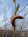 male catkins