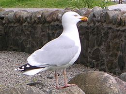 Sidabrinis kiras (Larus argentatus)