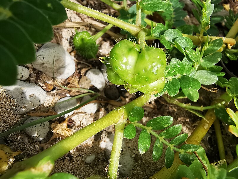 File:Tribulus cistoides fruit.jpg