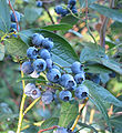 Vaccinium corymbosum