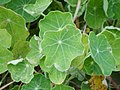 Leaves in Jeonsdeungsa, Korea