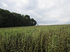 Beans and a distant shooting platform - geograph.org.uk - 6324990.jpg