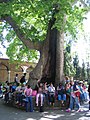 Hollow tree in the Second Court