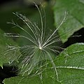 Papus Cirsium arvense.