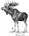 Elch aus der französischen Encyclopédie