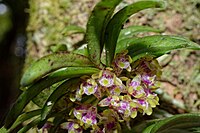 Gastrochilus raraensis