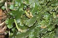 Pellia epiphylla, junge Sporophyten