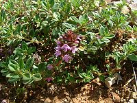 Thymus serpyllum