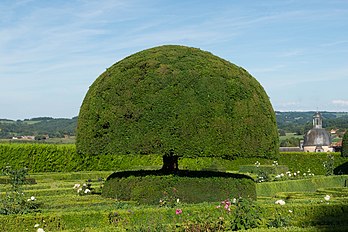 Un if commun (Taxus baccata) taillé en topiaire, dans les jardins du château de Hautefort (Aquitaine). (définition réelle 4 592 × 3 056)