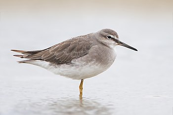 Grey-tailed Tattler